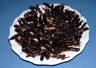 �C�i�S�̒ώ�