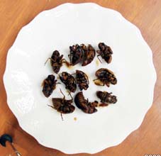 �Z�~�c���̒ώ�