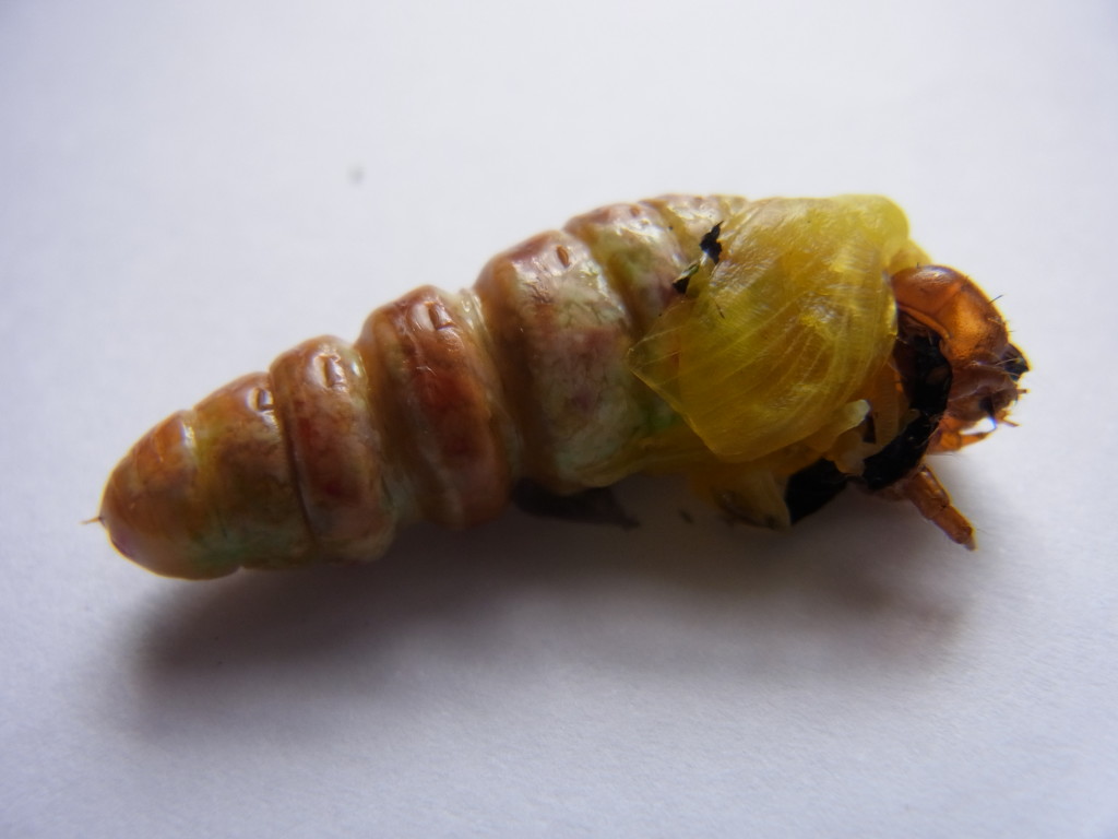 フクラスズメ前蛹