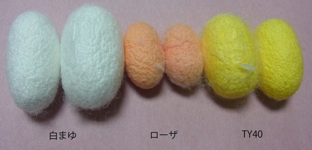 まゆ３種