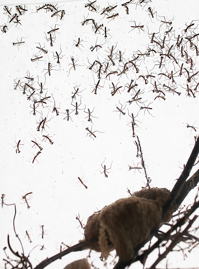 カマキリベビー